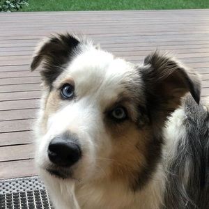 Meet your Posher, Billy